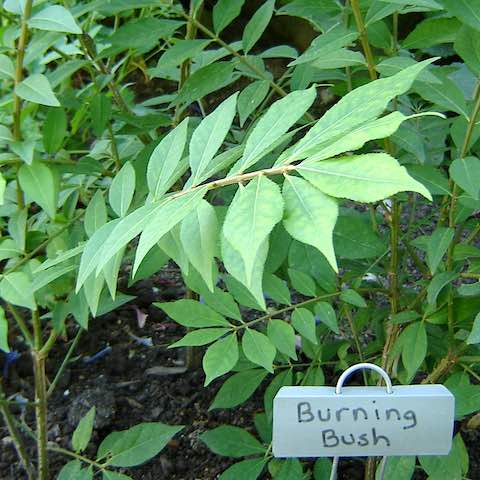 Burning Bush in the Bible Garden