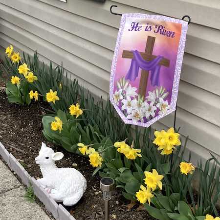 Daffodill in the Bible Garden