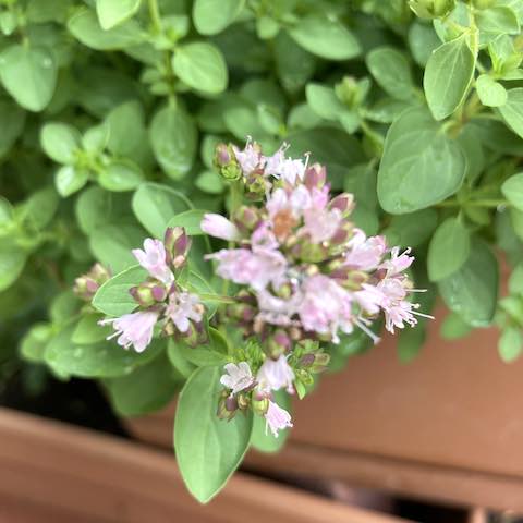 Hissup (marjoram) in the Bible Garden