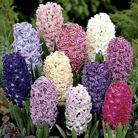 Hyacinth in various colors (stock photo)