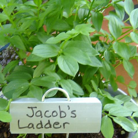 Jacobs Ladder in the Bible Garden