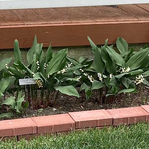 Lilly of the Valley in the Bible Garden