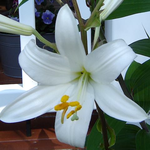 Madonna Lilly in the Bible Garden