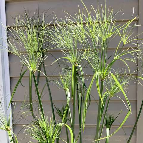 Papyrus in the Bible Garden