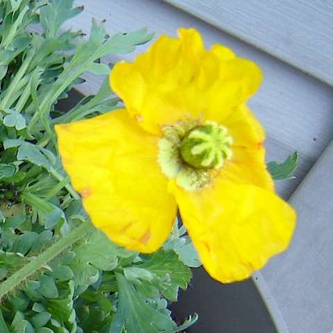 Poppy in the Bible Garden