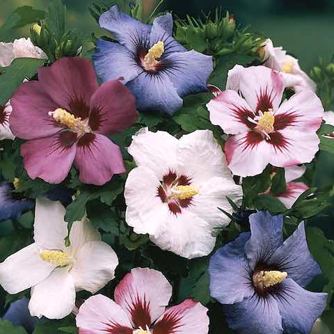 Rose of Sharon (stock image)