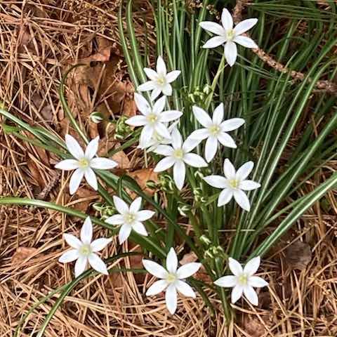 Star of Bethlehem in the Bible Garden