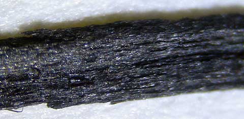 Sliver of wood from the Noah's Ark expedition under magnification. Collection of the author.